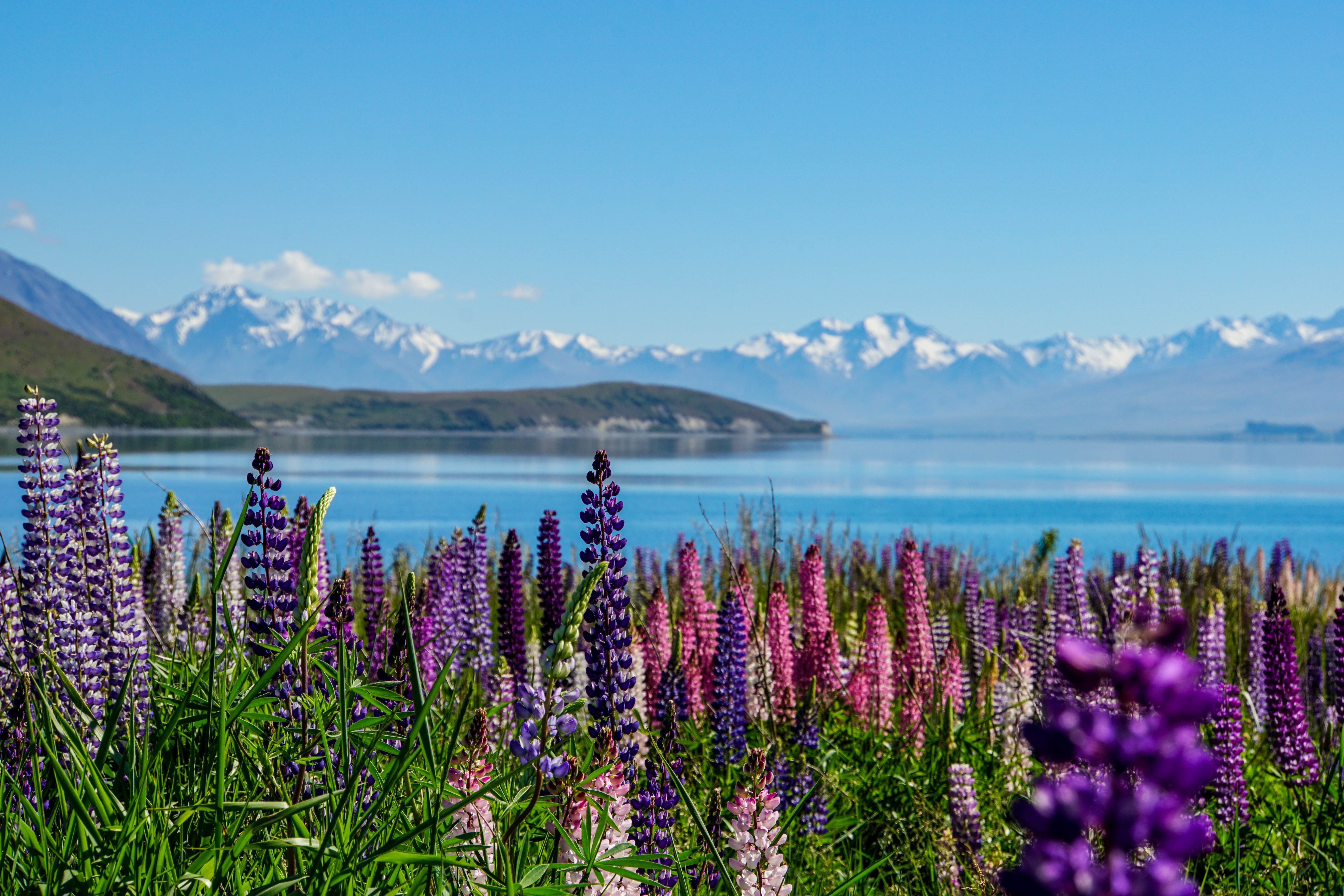 Enchanted Flower Bloom in New Zealand galeri 3