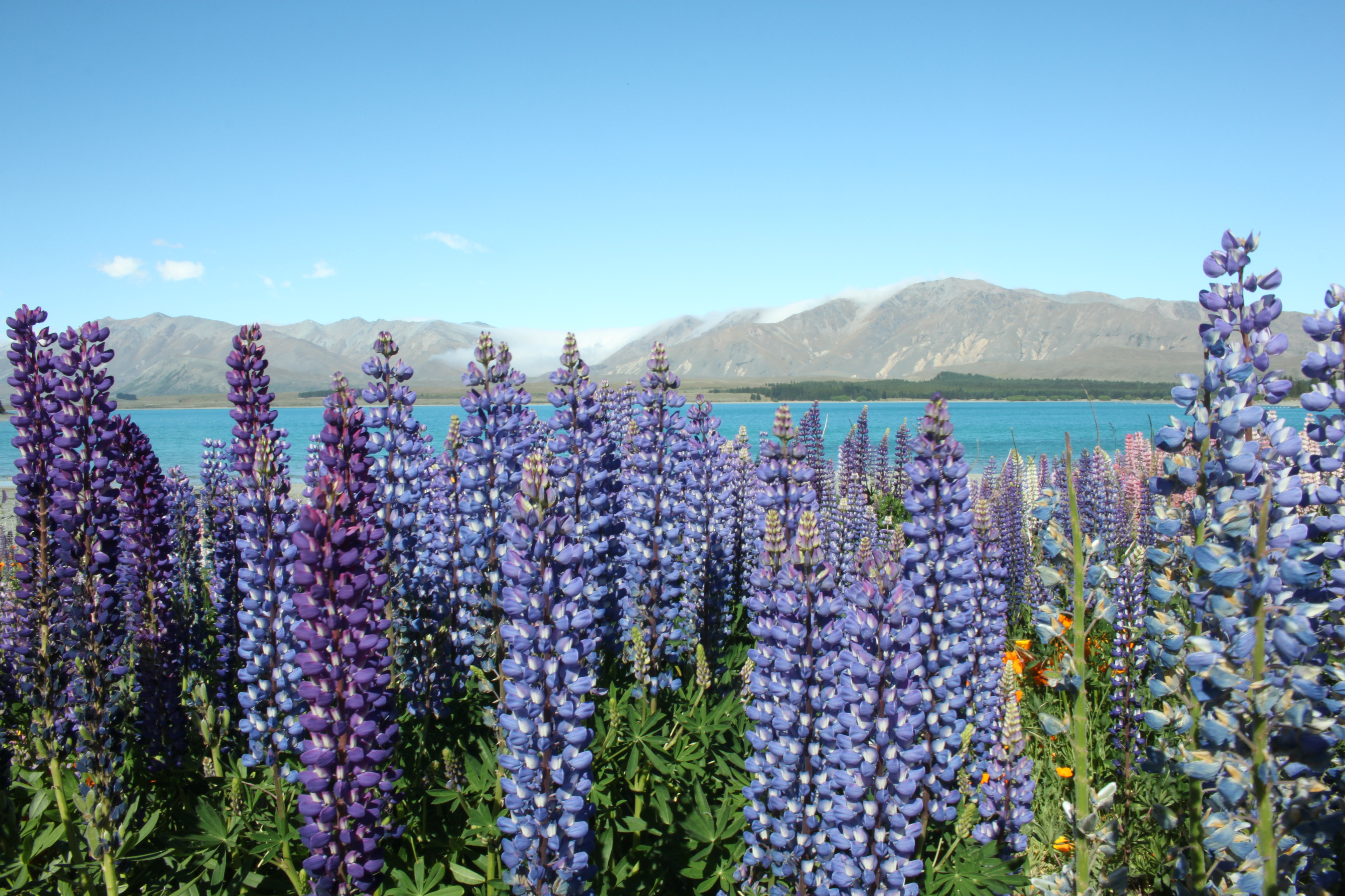 Enchanted Flower Bloom in New Zealand