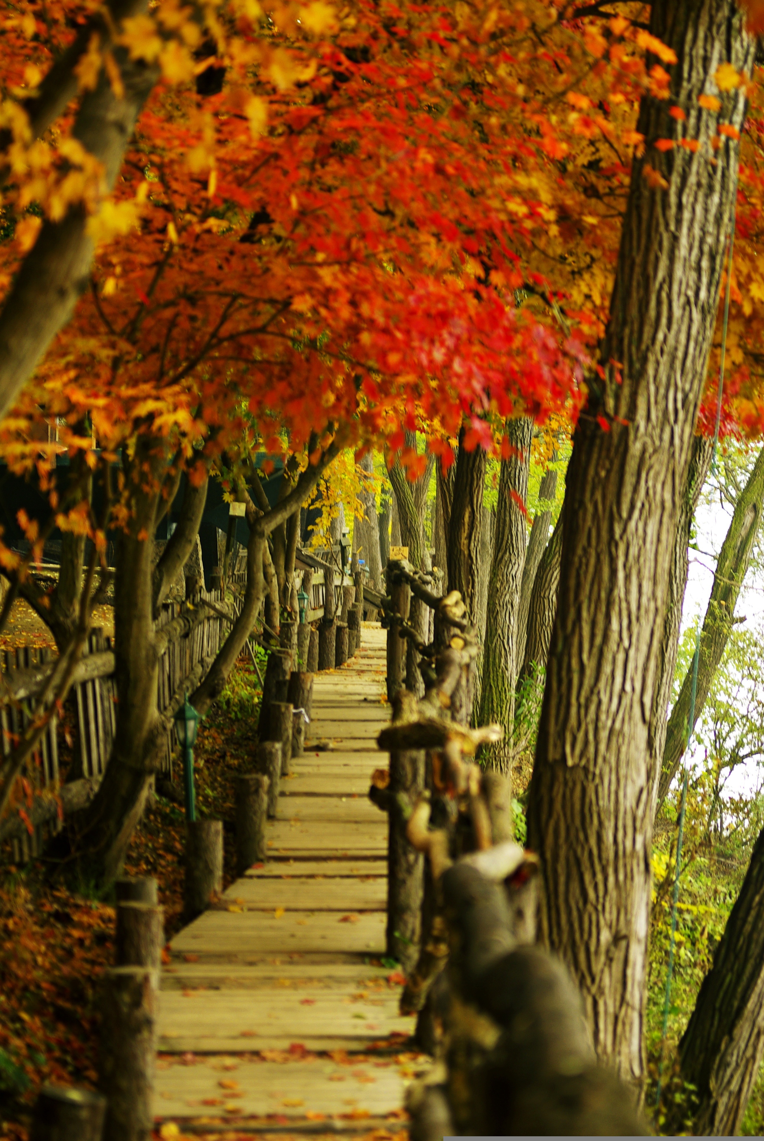 Romantic Autumn in Korea